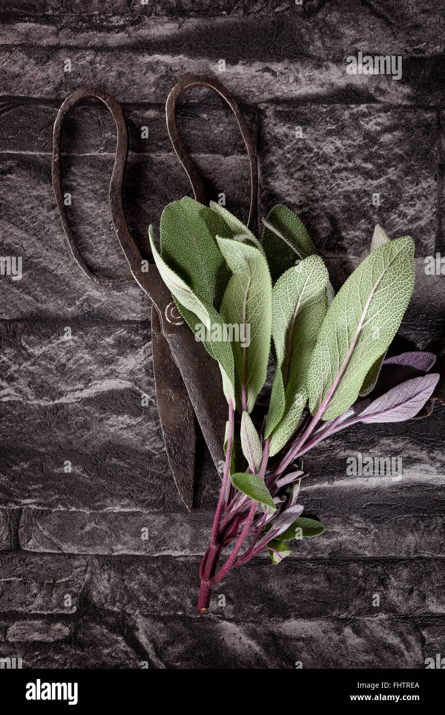 Salvia culinaria. Foto de stock