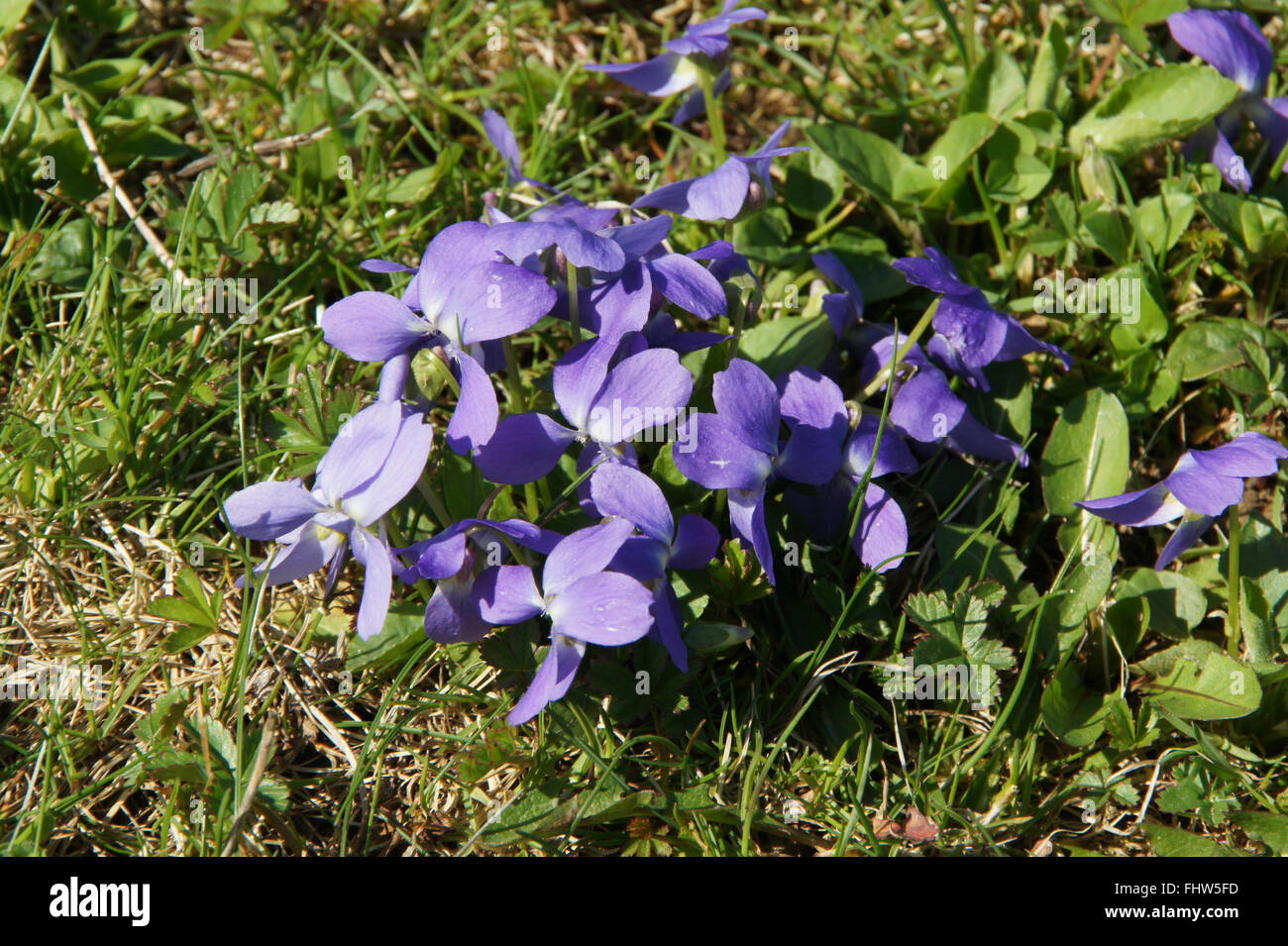 Pensamiento violeta fotografías e imágenes de alta resolución - Página 9 -  Alamy