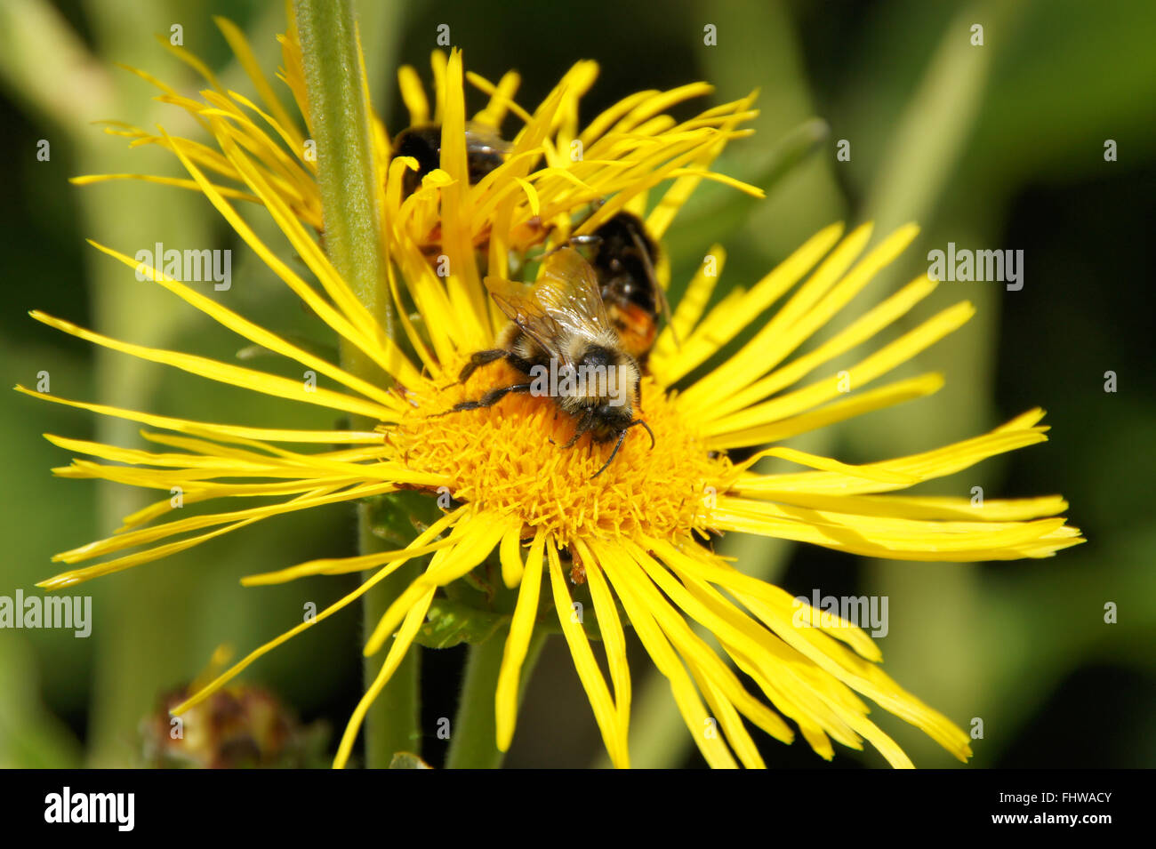 Inula helenium, Caballo sanar, con abejorros Foto de stock