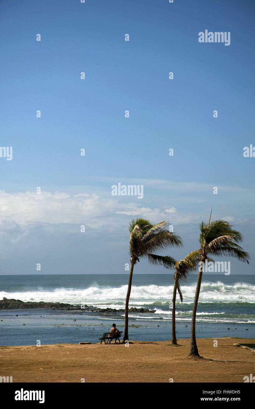 Las palmas de coco en la playa Garden Wing de Salvador Foto de stock