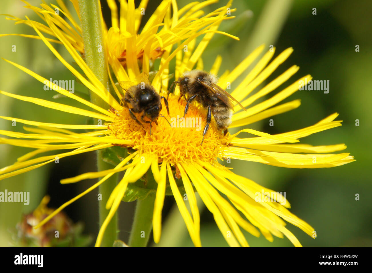 Inula helenium, Caballo sanar, con abejorros Foto de stock