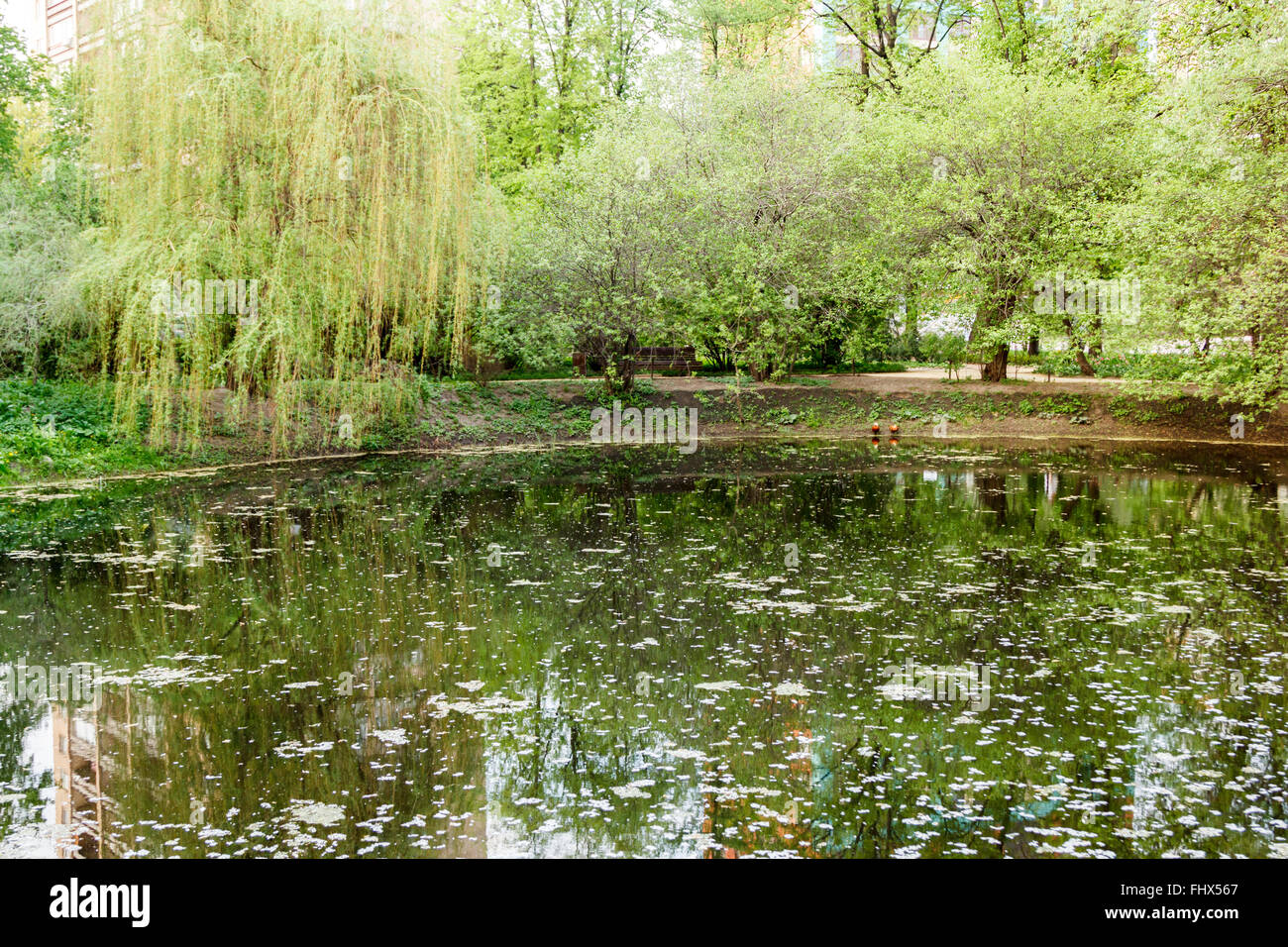 Y estanque cubierto de sauces llorones en el parque Fotografía de stock