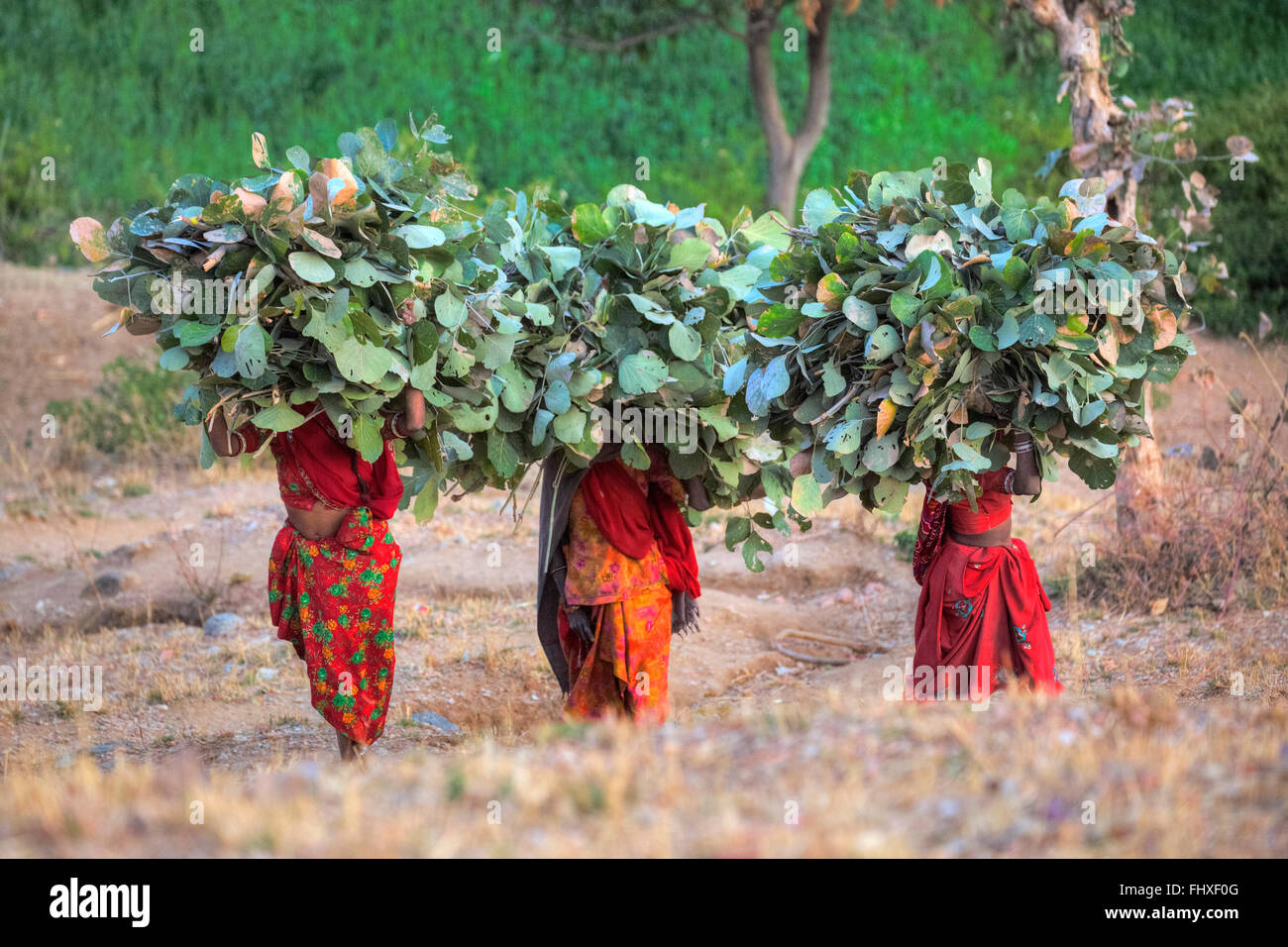 Las mujeres portadoras de hojas y ramas sobre su cabeza en la zona rural de Rajasthan, India Foto de stock