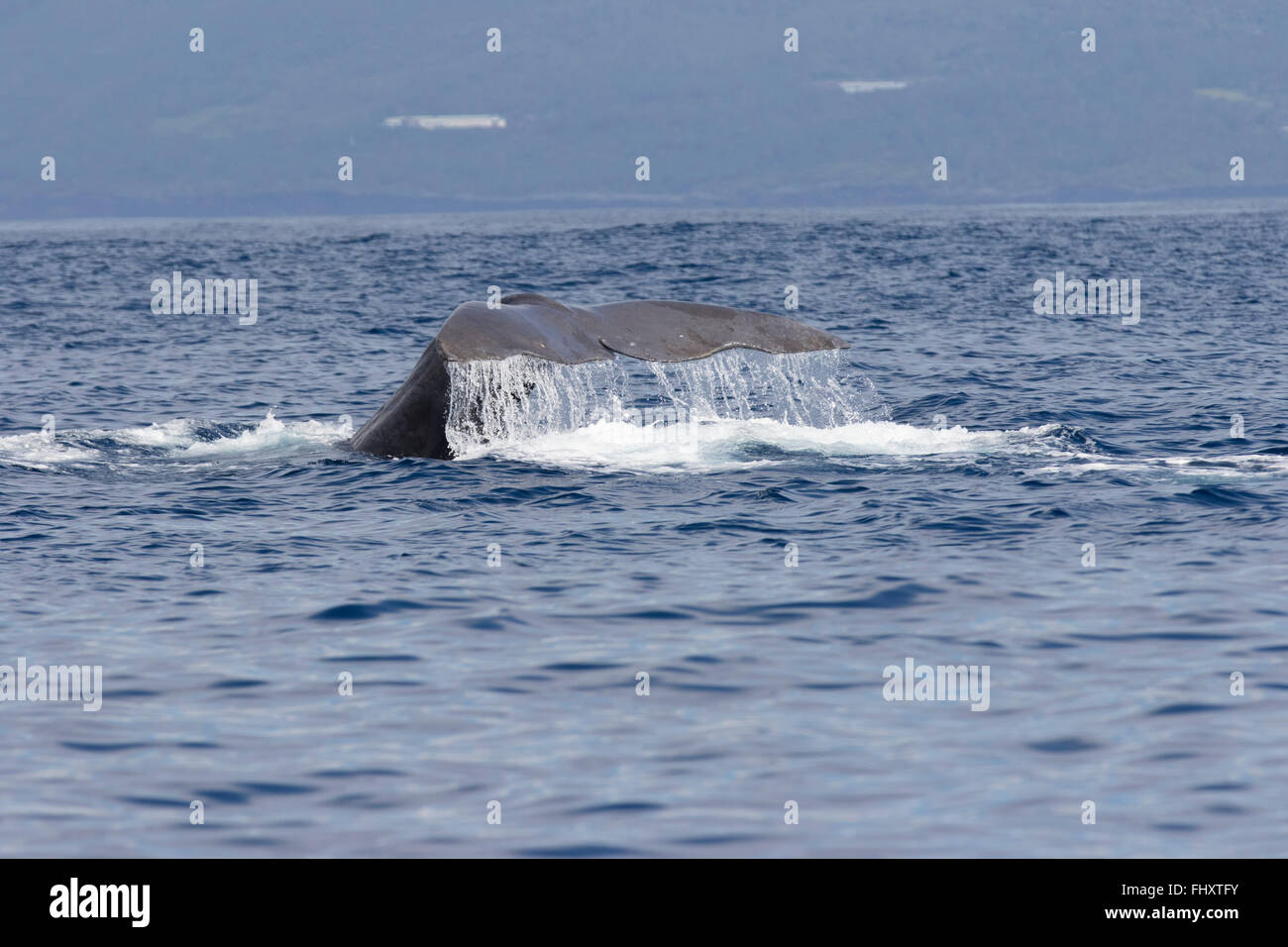 Cola de ballena esperma fluke, encima del agua, Physeter macrocephalus, buceo, la isla de Pico, Azores, Foto de stock