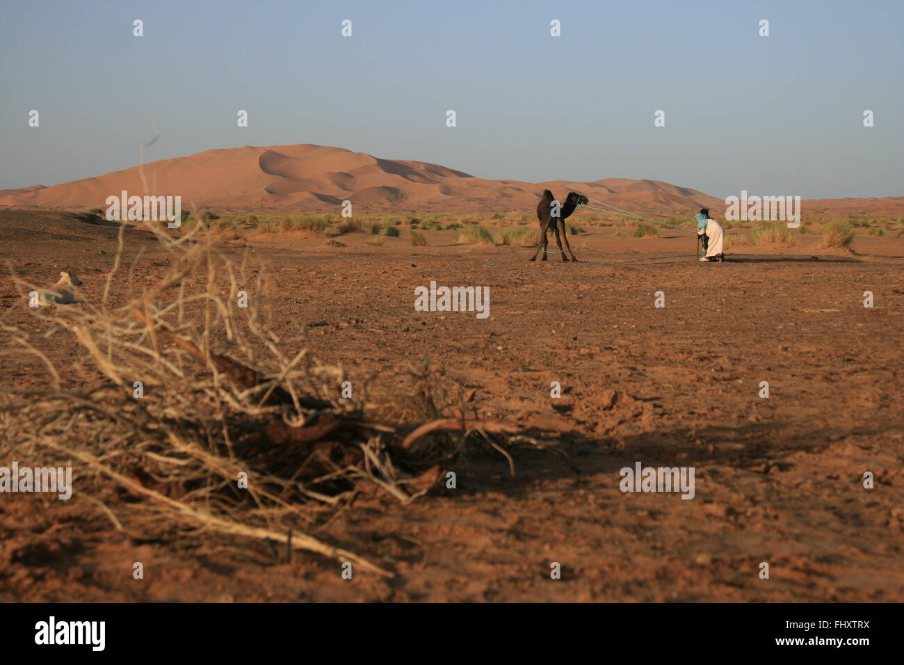 Bereber familia traen camellos en el desierto de Sahara inicio Foto de stock