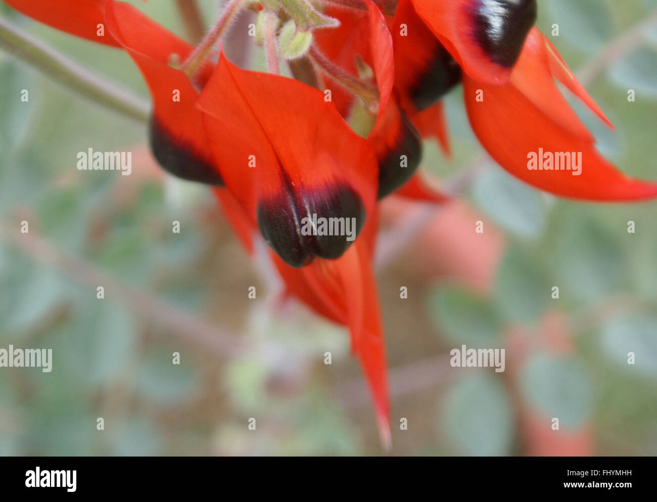 Swainsona formosa, Sturt's Desert Pea ornamentales, con flores de color rojo brillante estrecho con rebordes negros picuda Foto de stock