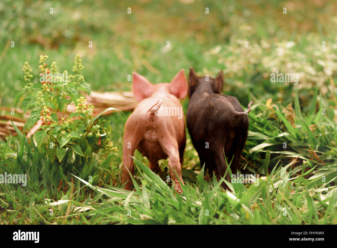 Dos lechones en la hierba, vista trasera. Foto de stock