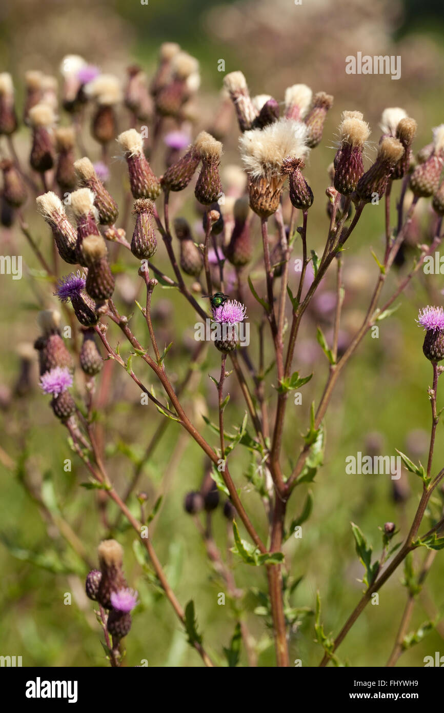 Flor de cardo (Cirsium arvense) sobre fondo borroso Foto de stock