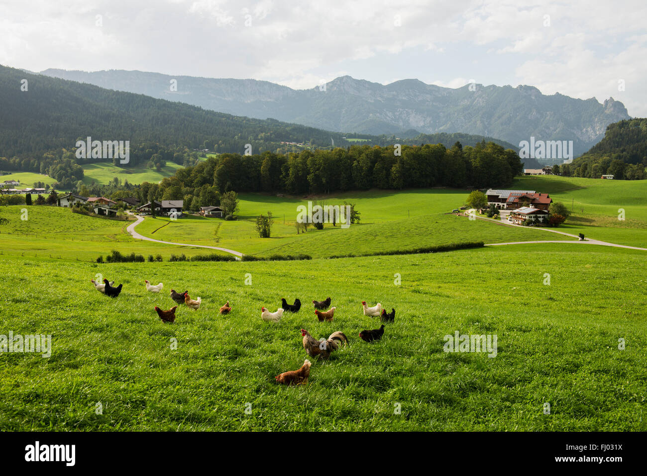 Feliz intervalo libre de pollo, gallinas en una pradera, cerca de la granja de Berchtesgaden, distrito de Berchtesgadener Land, Alta Baviera, Baviera Foto de stock