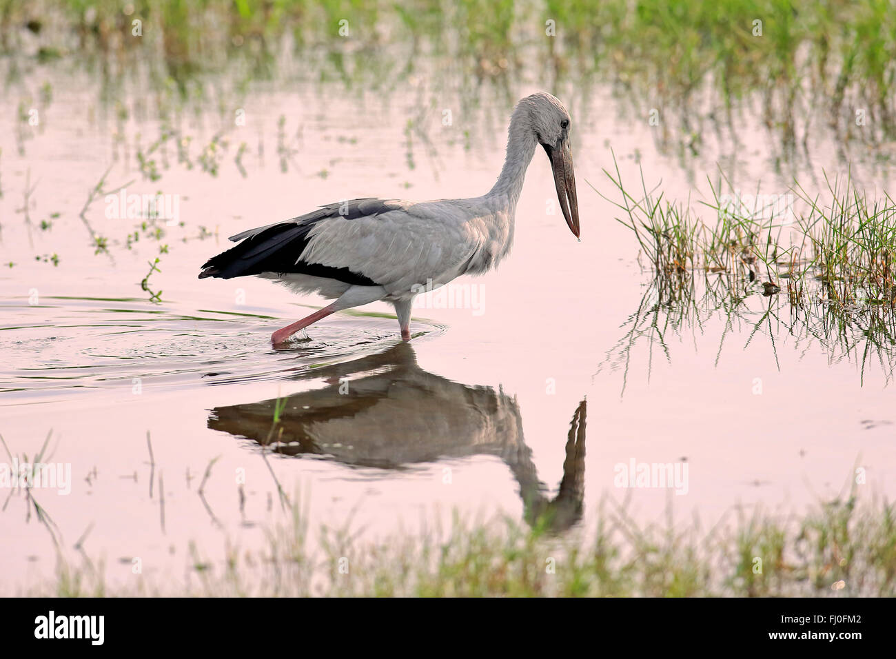 Asian Openbill Stork, el forrajeo de adulto en el agua, el Parque Nacional Bundala, Sri Lanka, Asia / (Anastomus oscitane) Foto de stock