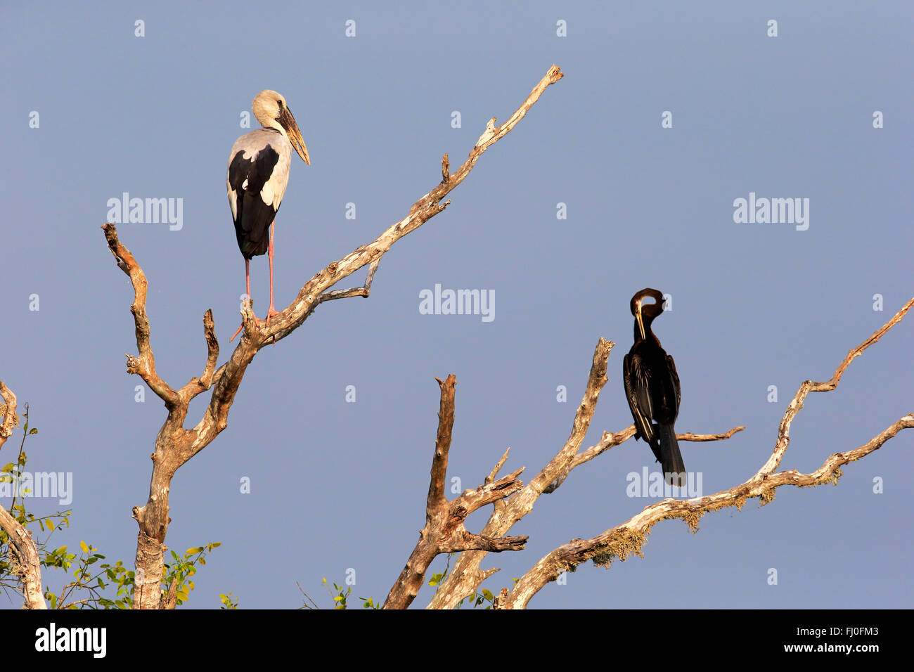 Asian Openbill Stork, Oriental Darter (Anhinga melanogaster) adulto en árbol, Parque Nacional Bundala, Sri Lanka, Asia / (Anastomus oscitane) Foto de stock