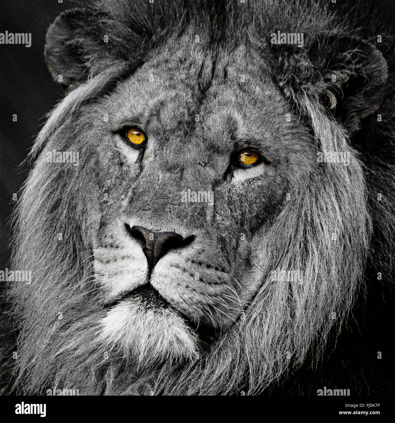 Lion big cat head retrato en blanco y negro de conversión mono con color (color) pop ojos alto detalle de contraste. Cierre de formato cuadrado recortado con impacto Foto de stock