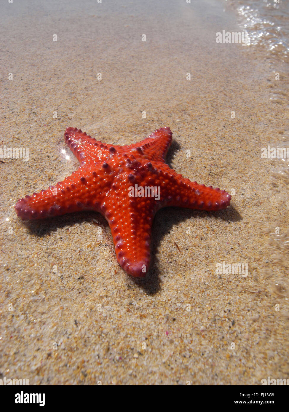 Starfish (Pentaceraster inusual sp.), sobre la playa, cerdo Comedero Bay, Isla Jardín, Cockburn Sound, cerca de Perth, Australia Occidental Foto de stock