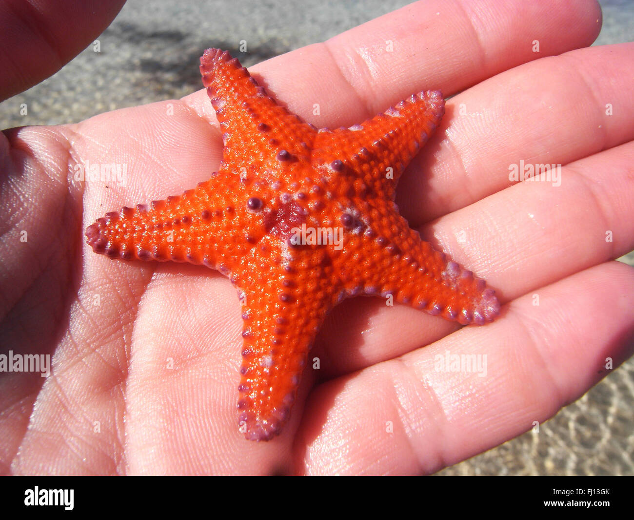 Starfish inusual en Garden Island, cerca de Rockingham, Australia Occidental Foto de stock