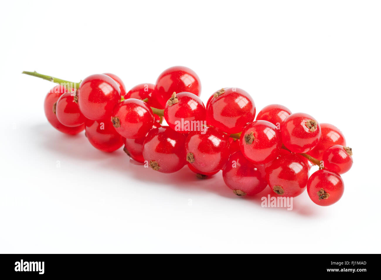 Ramita de frescos frutos rojos sobre fondo blanco. Foto de stock