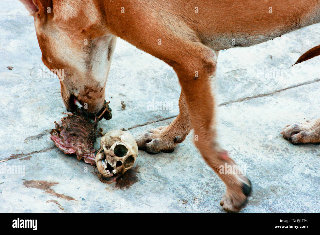 Perro comiendo el cuerpo humano en un ghat de Varanasi, en India Foto de stock