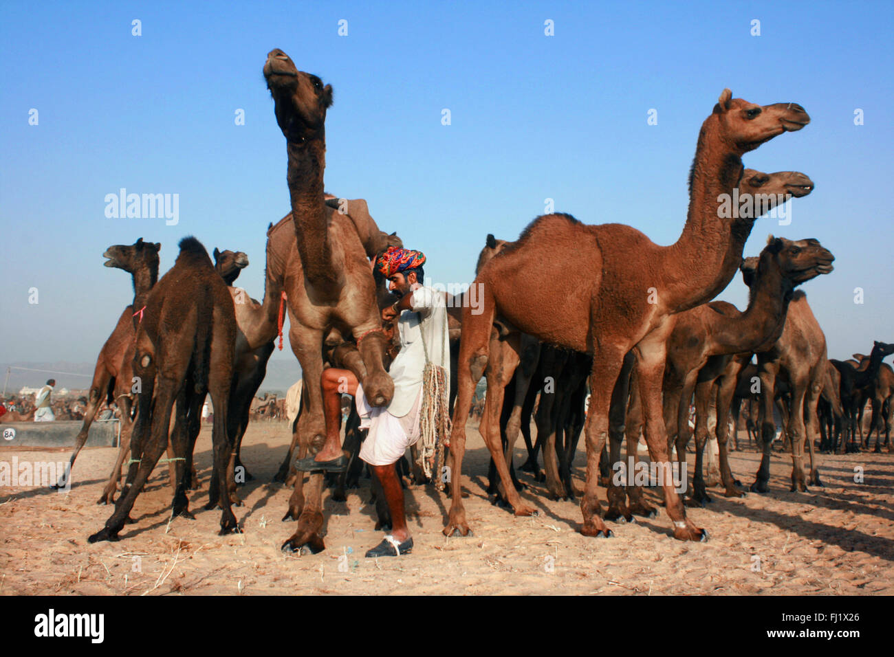 Los camellos y sus propietarios durante Pushkar mela feria de camellos en Rajasthan Foto de stock