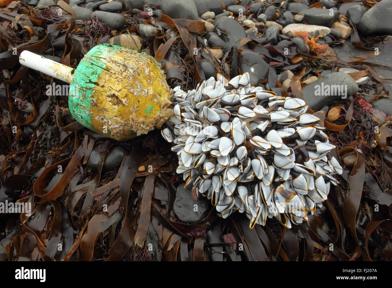 Percebes Lepas anatifera comunes sobre la pesca boya USA , playa strandline Kimmeridge Dorset UK Foto de stock