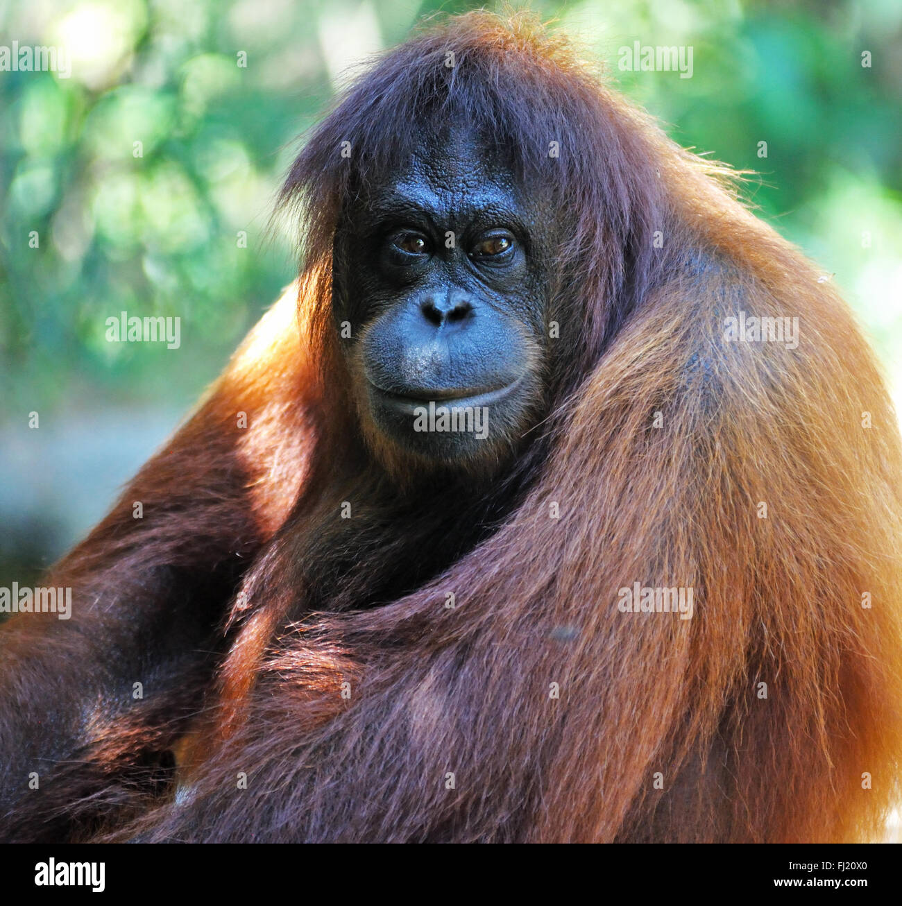 Orangutan en borneo fotografías e imágenes de alta resolución Alamy
