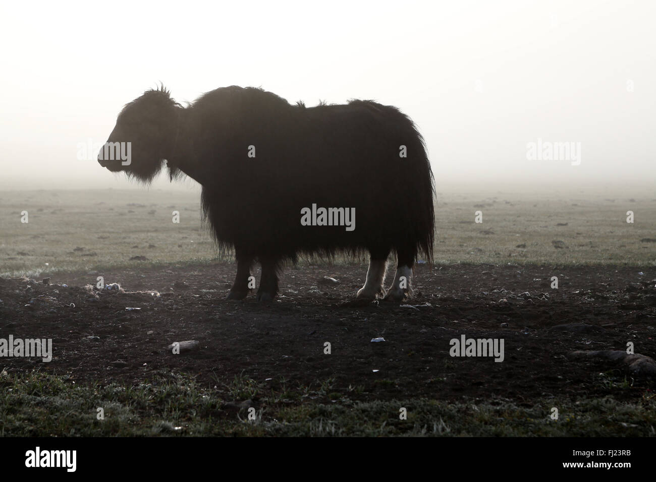Los yaks en el campamento de nómadas en Mongolia Foto de stock