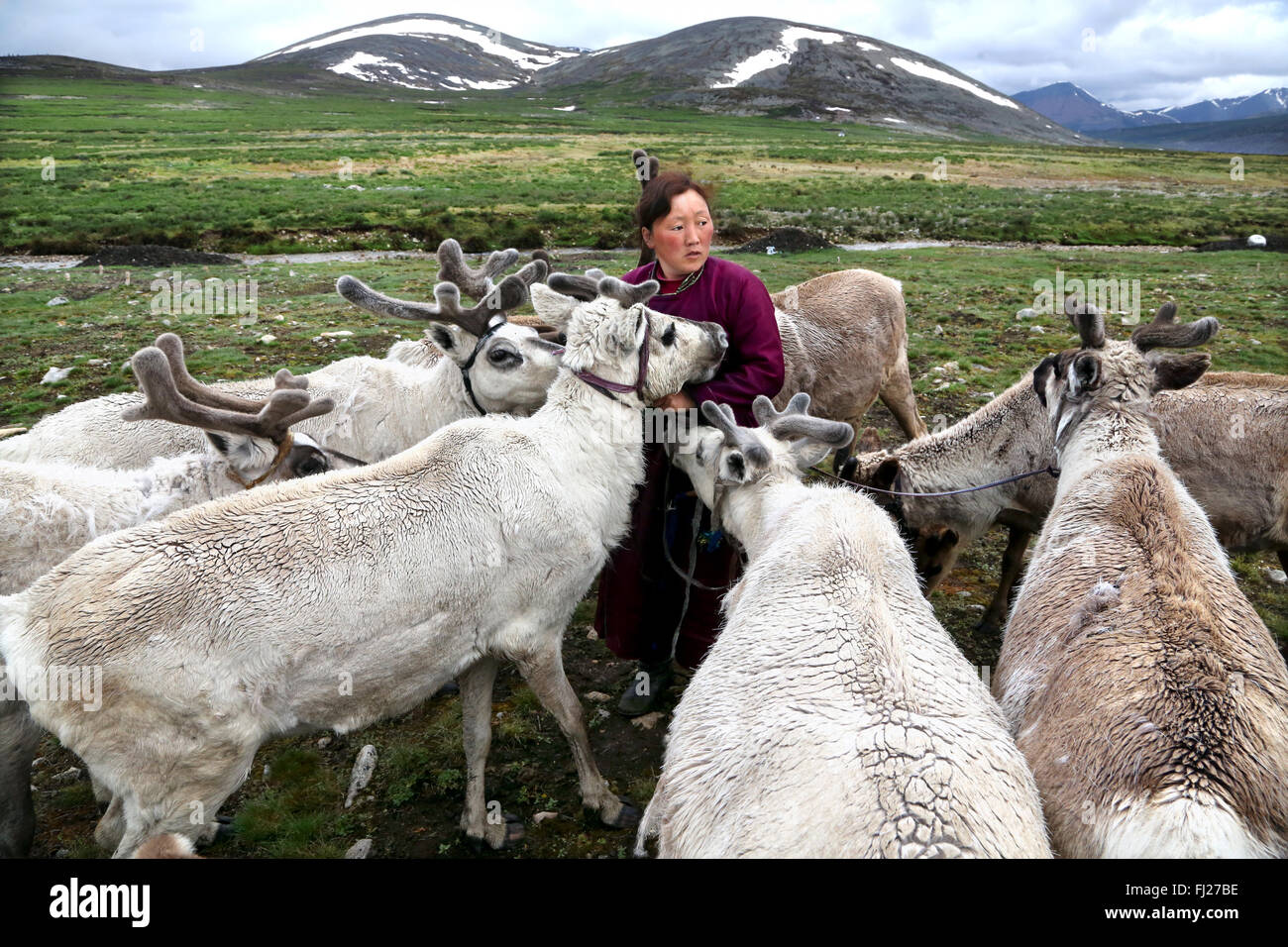 Mujer con renos , pueblo tsaatan Dukha , pastores nómadas de renos , Mongolia Foto de stock