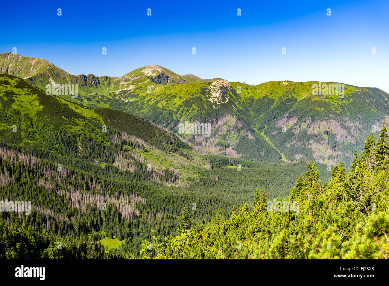 Montañas inspirador paisaje, día soleado en verano oeste Tatras, colorida cresta de la montaña a través de azul cielo soleado, Polonia en euros Foto de stock