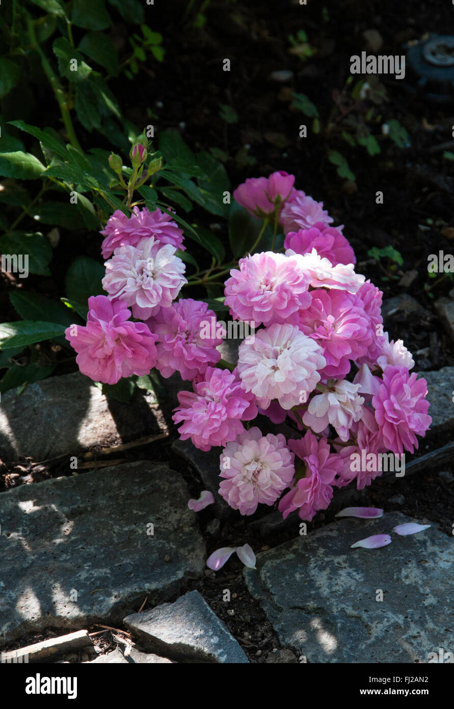Almizcle híbrido, Rose Wind chimes, Rambler, rosa fuerte fragancia, Foto de stock