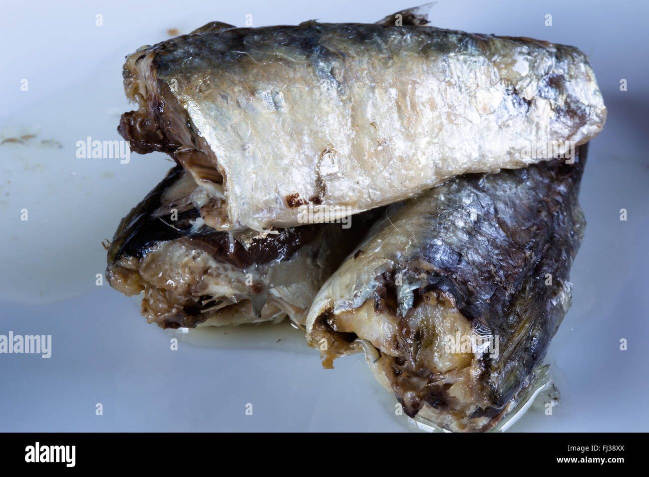 Una imagen macro de enlatados, listos para comer, marroquí de sardinas en aceite de girasol presentado sobre una placa blanca. Foto de stock