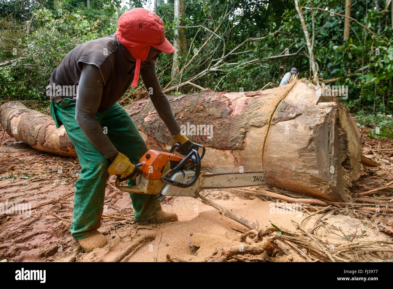 La explotación forestal sostenible, Camerún, África Foto de stock