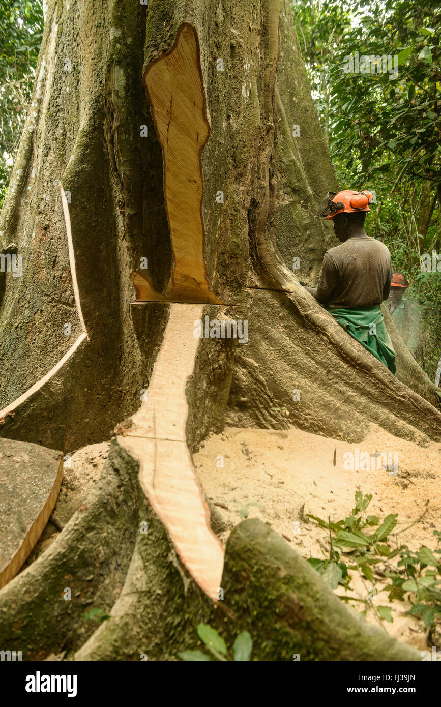 La explotación forestal sostenible, Camerún, África Fotografía de stock -  Alamy