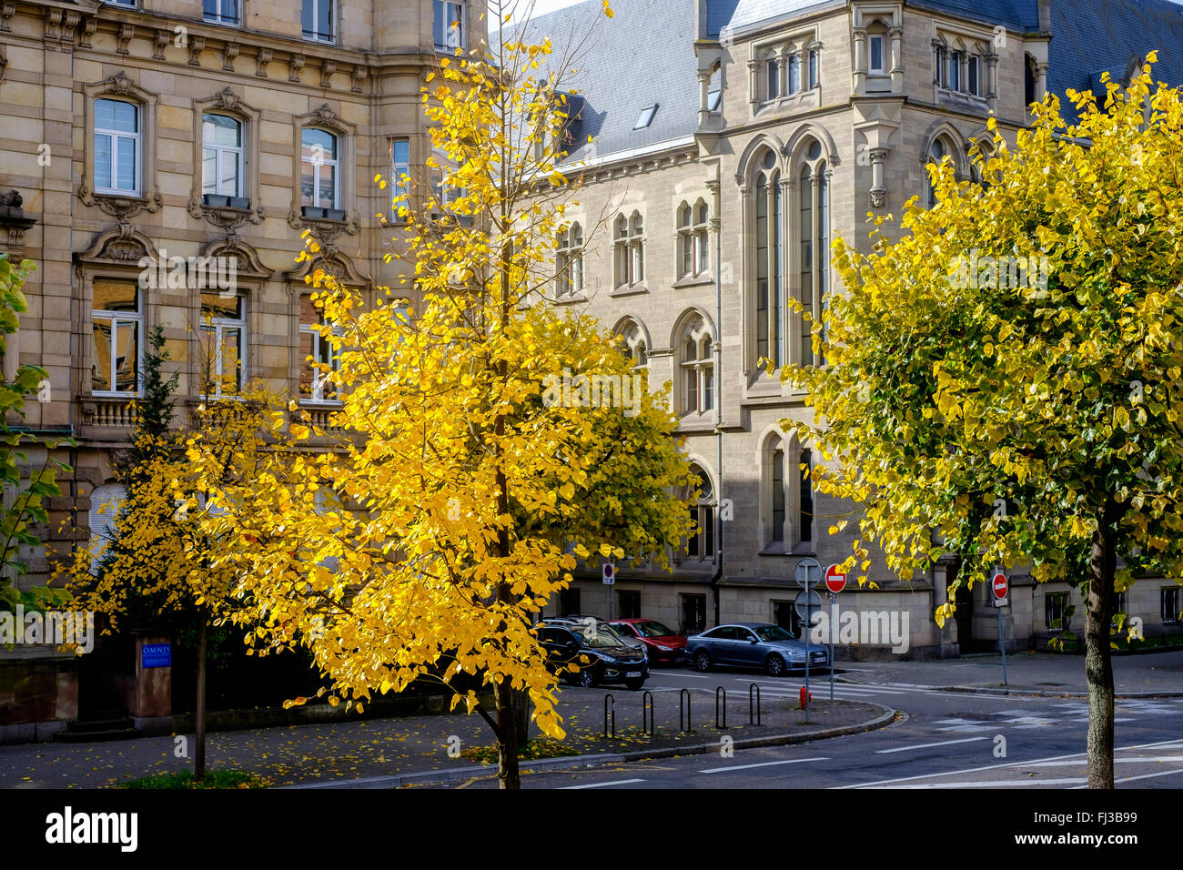 Los árboles con follaje de otoño, Estrasburgo, Alsacia, Francia Foto de stock