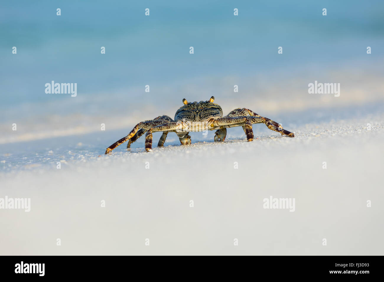 Fotografía macro de cangrejo en la playa Foto de stock