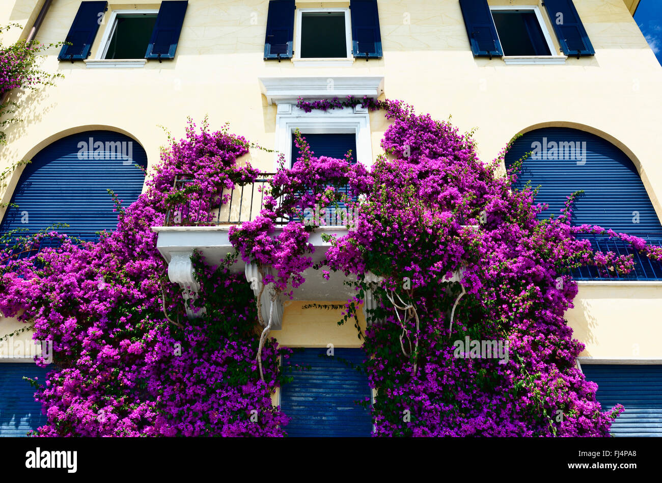 Bugambilias En la fachada de una casa de Monterosso Al Mare, Cinque Terre,  La Spezia, Liguria, Italia Fotografía de stock - Alamy