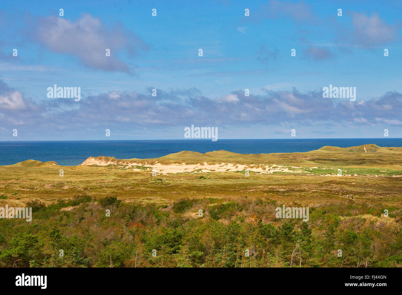 Vista desde el faro a Lobjerg gras-crecido paisaje dunar de la costa del Mar del Norte, Dinamarca, Juetland, Tu parque nacional, Lobjerg Foto de stock