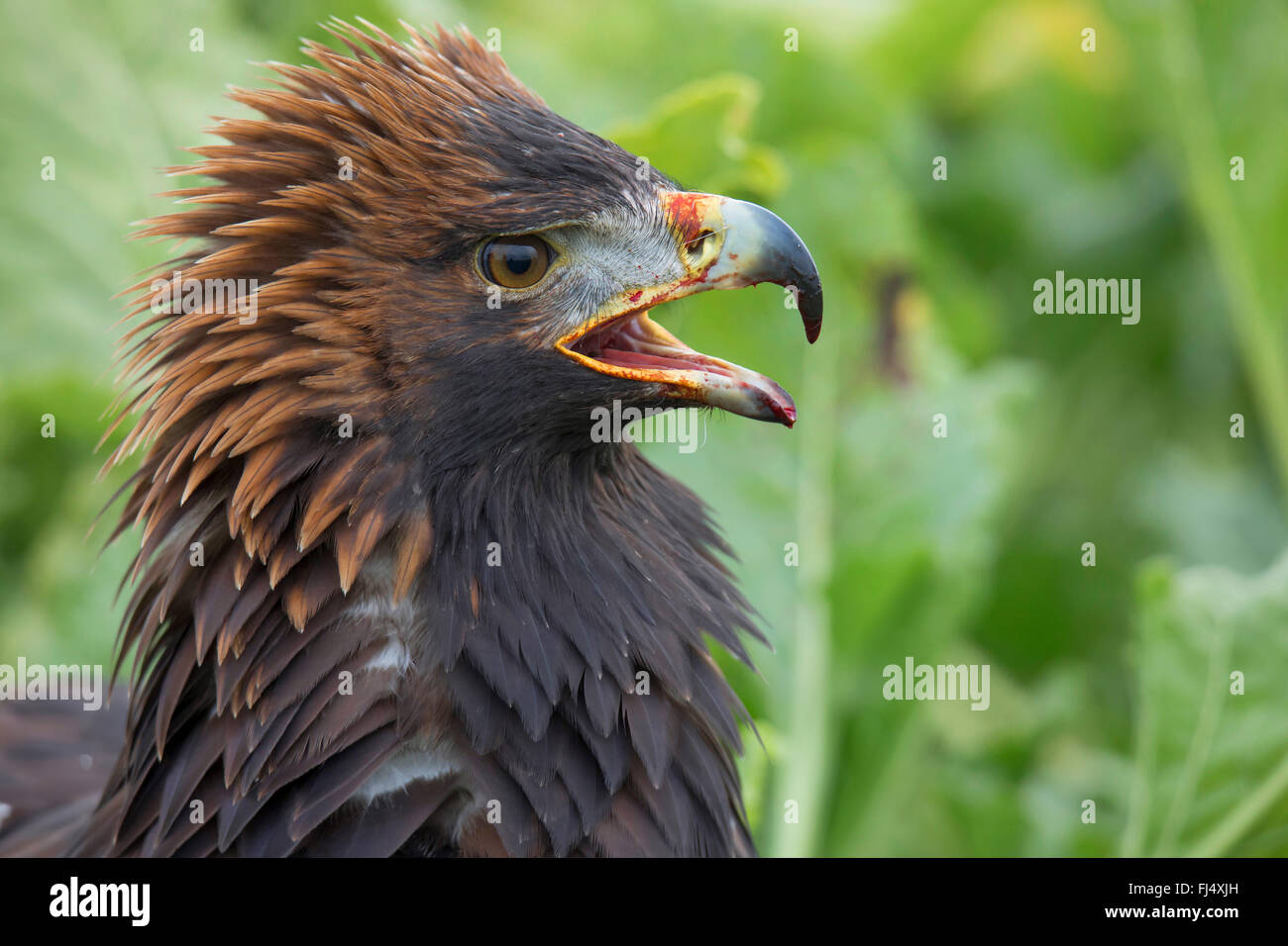 Águila real (Aquila chrysaetos), postura amenazadora, tras la exitosa cacería Foto de stock