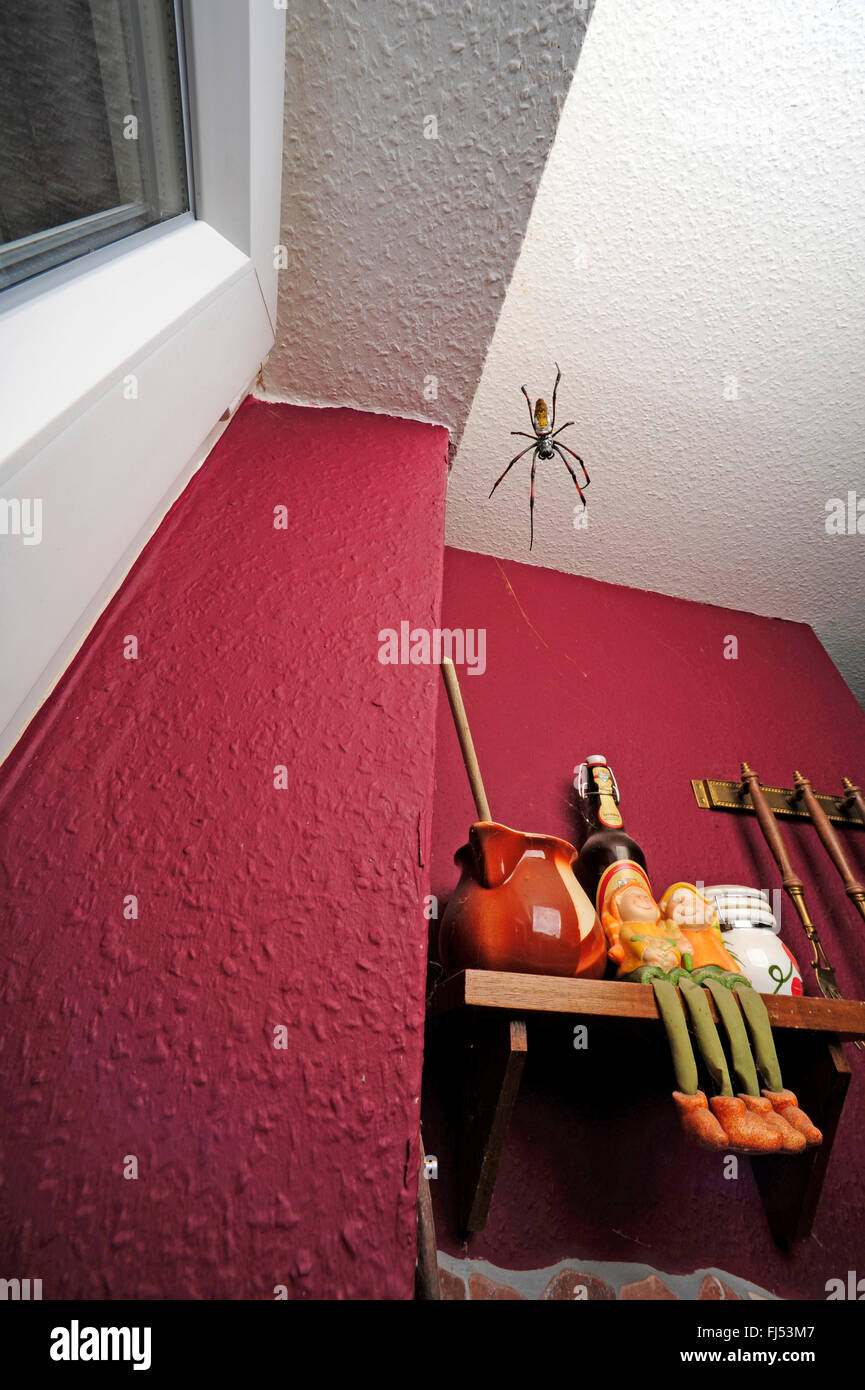 Golden orb-web araña, araña de seda (Nephila inaurata), una gran araña de seda se cuelga en una cocina en una ventana Foto de stock