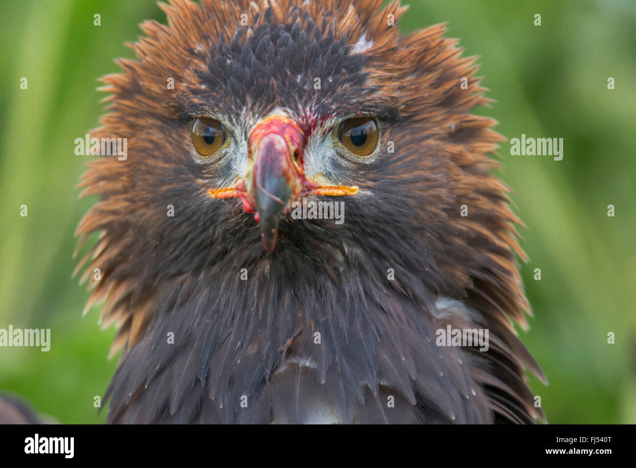 Águila real (Aquila chrysaetos), postura amenazadora, tras la exitosa cacería Foto de stock