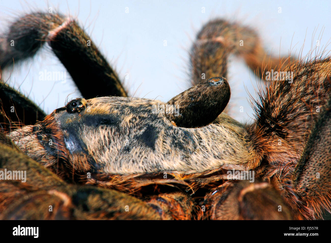 African baboon spider fotografías e imágenes de alta resolución - Alamy