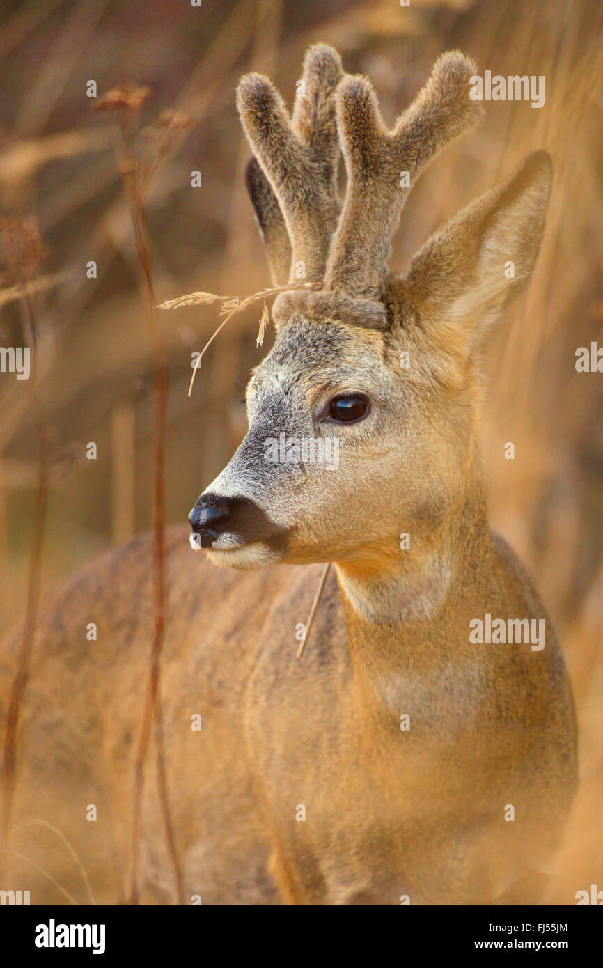 El corzo (Capreolus capreolus), Buck, cuernos con terciopelo, Alemania, Brandeburgo Foto de stock