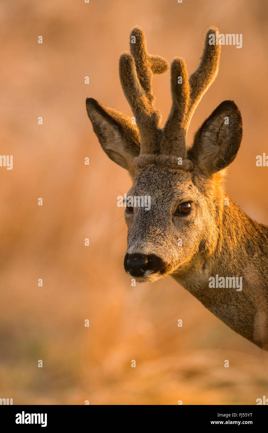 El corzo (Capreolus capreolus), Buck, cuernos con terciopelo, Alemania, Brandeburgo Foto de stock