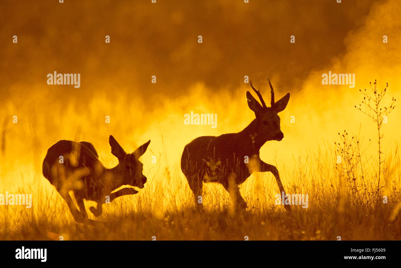 El corzo (Capreolus capreolus), corzo y doe escapando en la luz de la tarde, Alemania, Brandeburgo Foto de stock