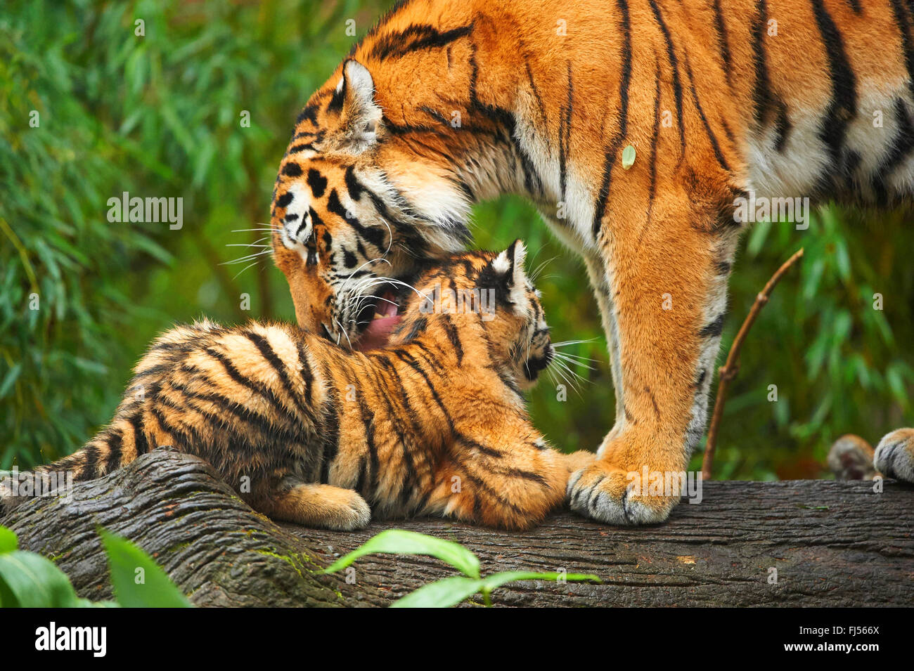 Tigre siberiano, Amurian tigre (Panthera tigris altaica), tigresa grooming su  cachorro Fotografía de stock - Alamy