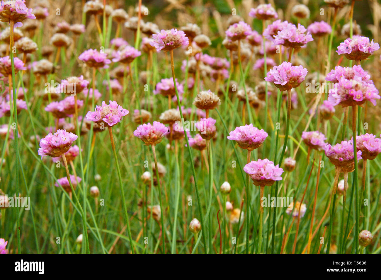 Flor nacional de dinamarca fotografías e imágenes de alta resolución - Alamy Flor nacional de dinamarca fotografías e imágenes de alta resolución - Alamy