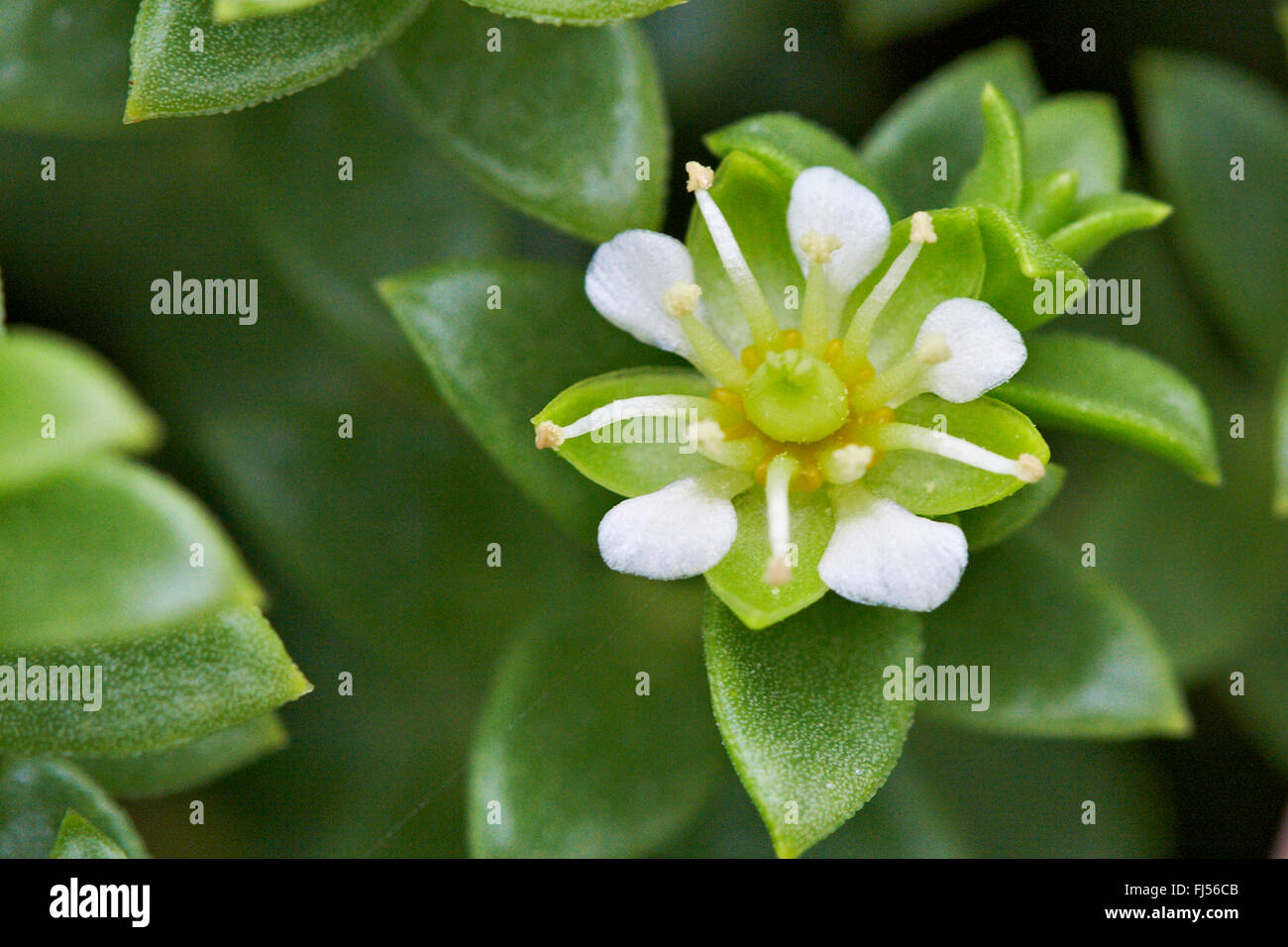 Flor nacional de dinamarca fotografías e imágenes de alta resolución - Alamy