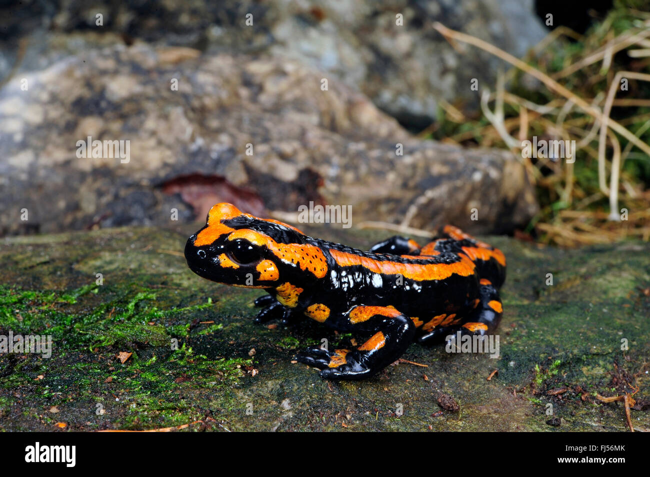 Salamandra venenosa fotografías e imágenes de alta resolución - Alamy