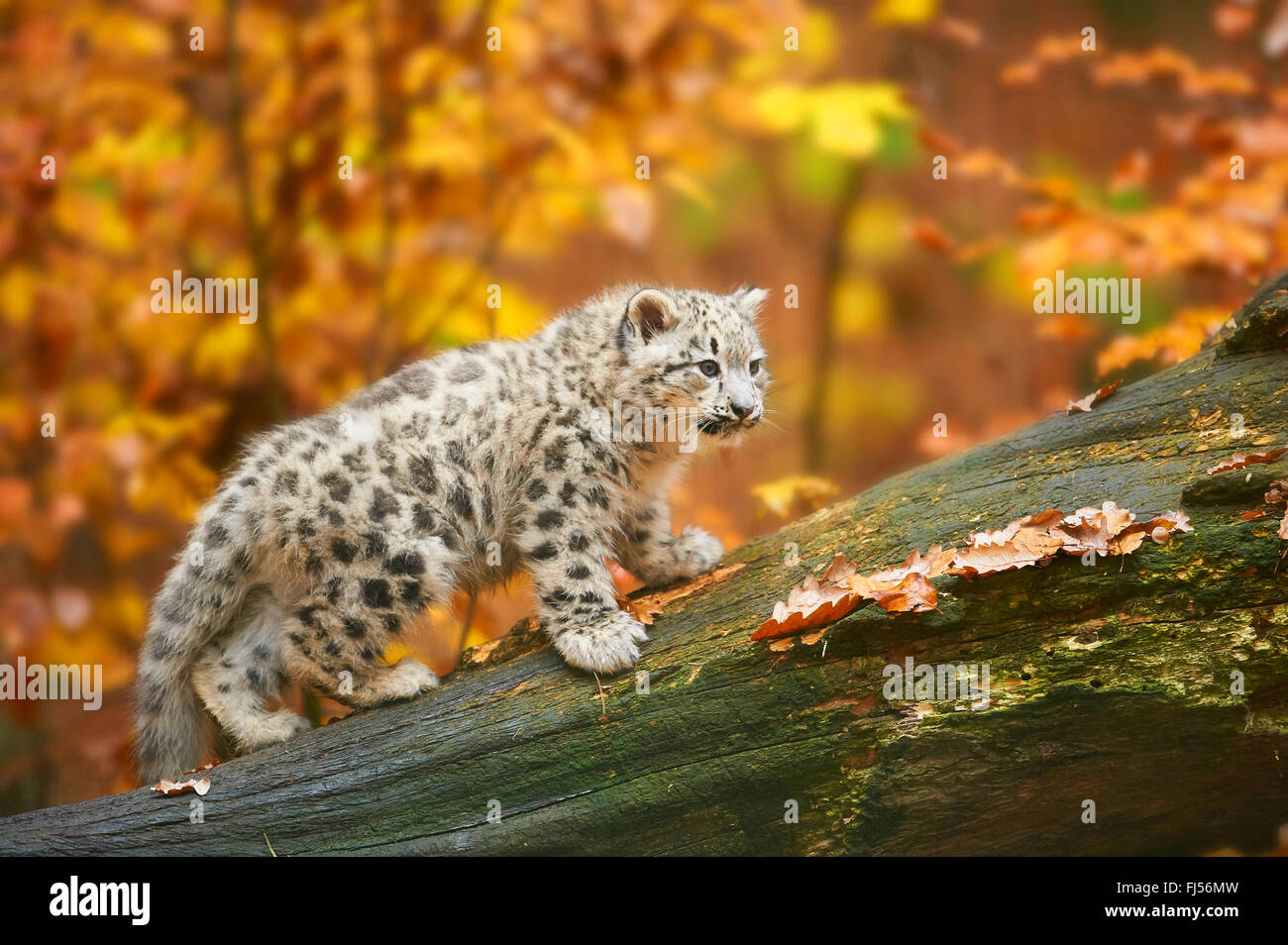 Snow Leopard (Uncia uncia, Panthera uncia), joven escalada en un tronco de  árbol muerto en otoño, vista lateral Fotografía de stock - Alamy
