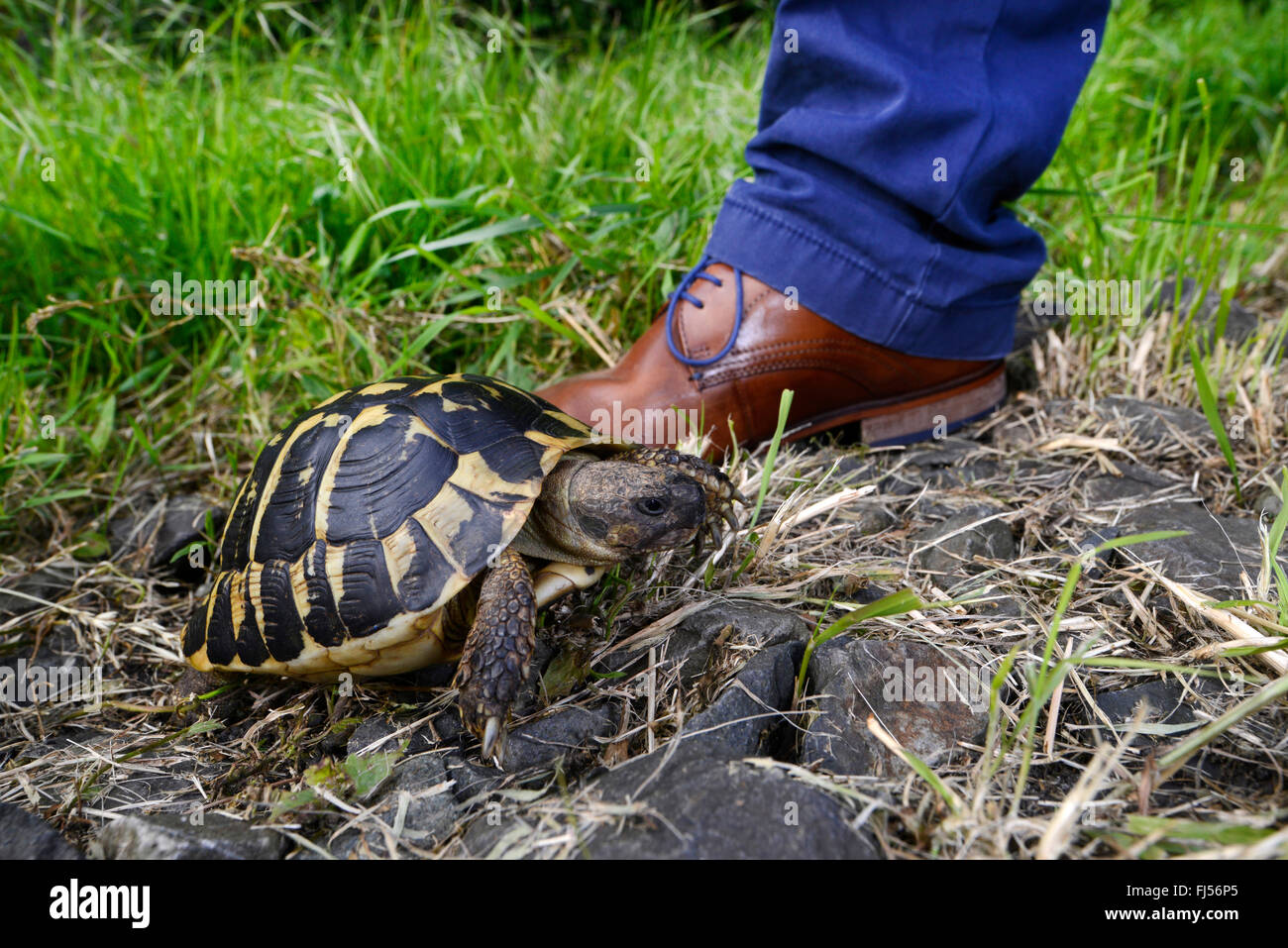 Hermann's tortuga, la tortuga griega (Testudo hermanni), Comparación del tamaño de un pie Foto de stock