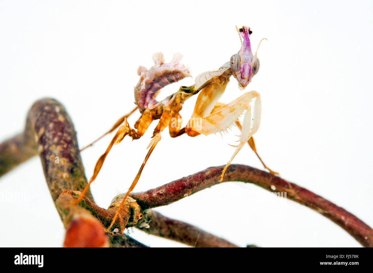 La flor del diablo, mantis gigante flor del diablo (Idolomantis diabolica mantis), ninfa de una mantis flor del diablo Foto de stock