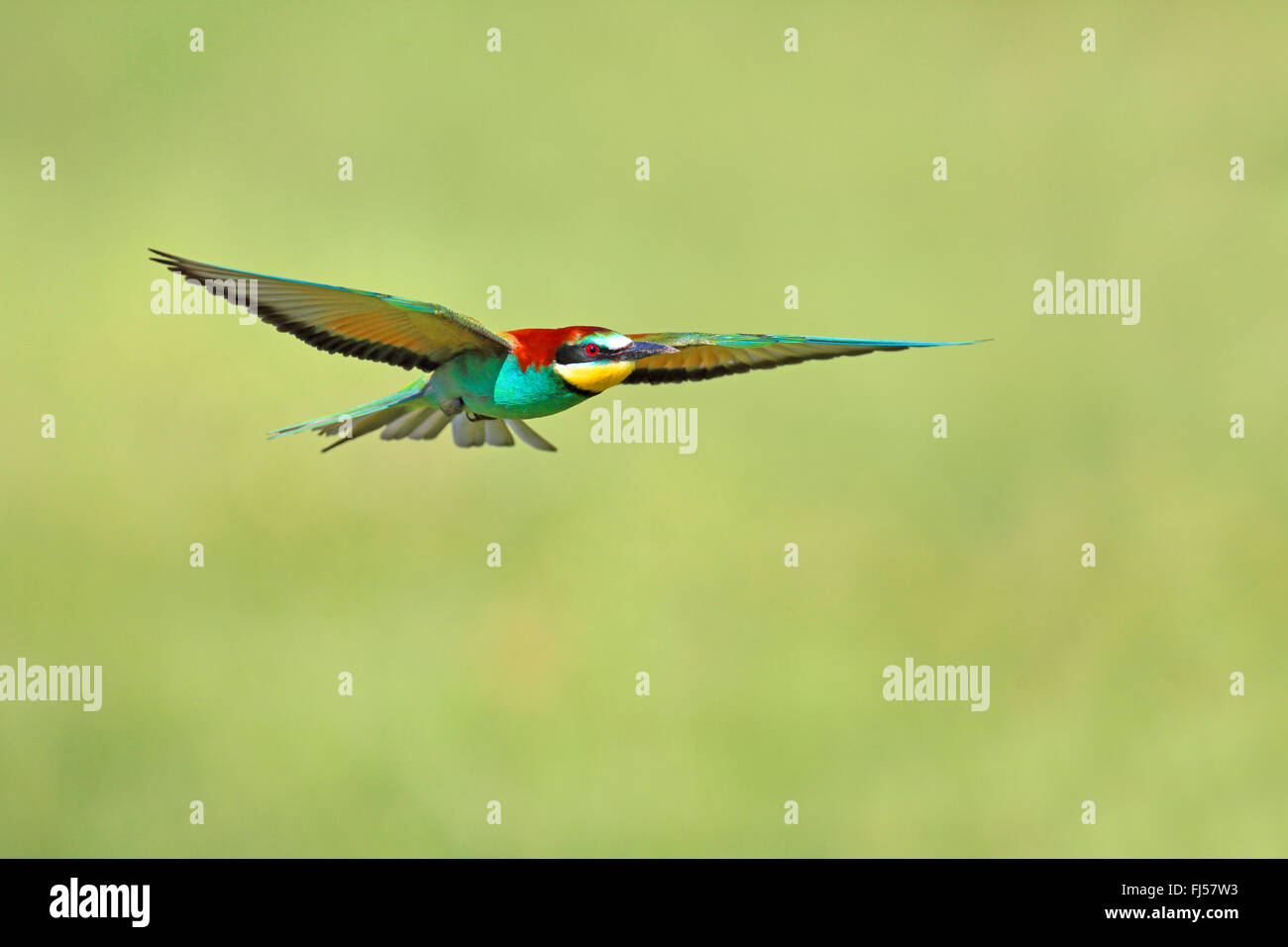 Abeja europea eater (Merops apiaster), volando bee eater, Grecia, Evrosdelta Foto de stock