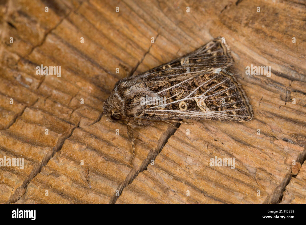 Plumas (Tholera decimalis gótica, Epineuronia popularis), macho, Alemania Foto de stock